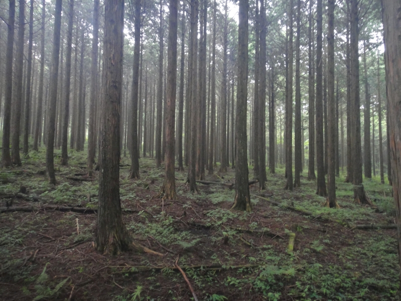 こんな森の中にも突入??