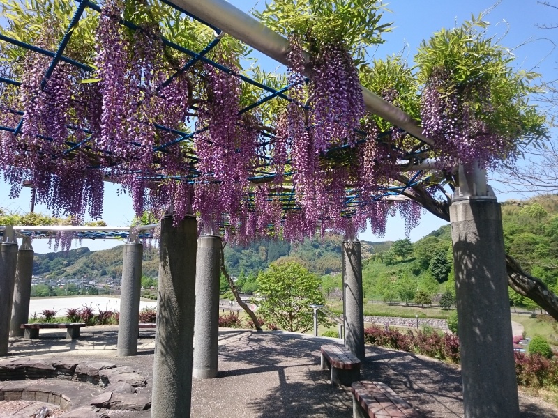 昨冬から藤の花咲くころまで何度かに分けて調査を行いました。