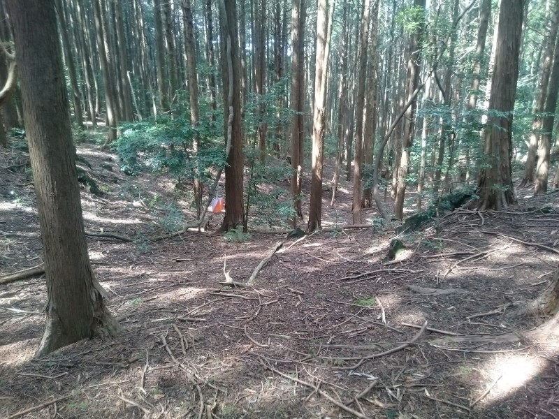 CP38。きれいな森の中の谷の頭。ここは大室山の溶岩に埋め立てられたので傾斜の緩い平らな森が広がっています。