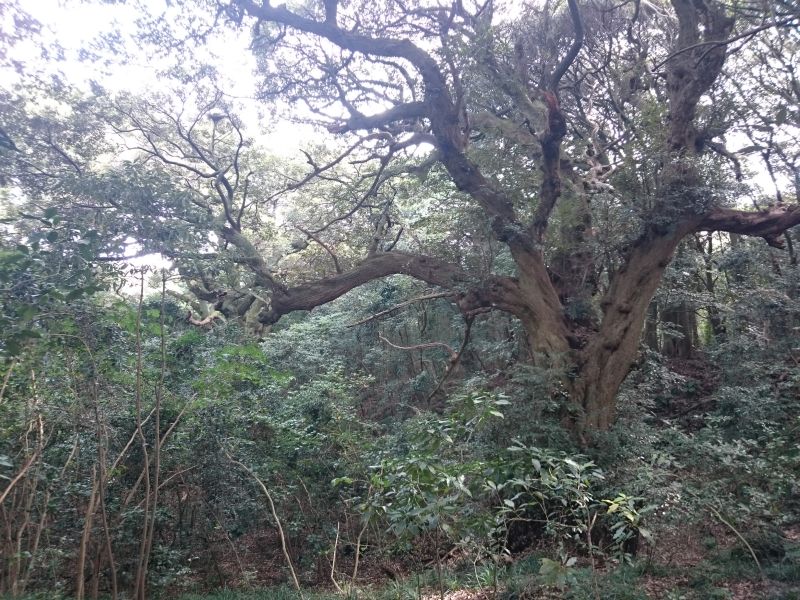 最高得点175のそばにあった天然記念物、シイノキ山のシイノキ群叢